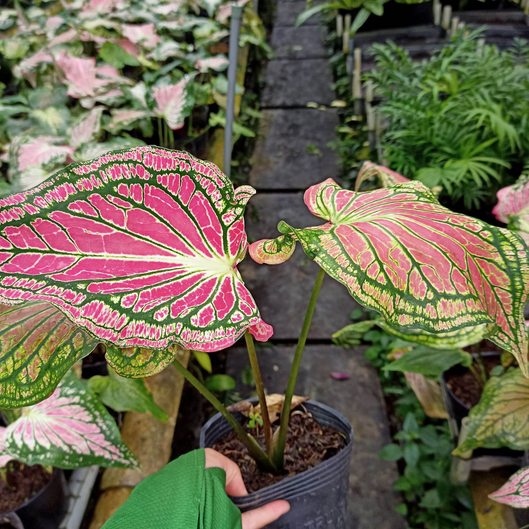 Chậu cây môn thiên nga, thai beauty caladium
