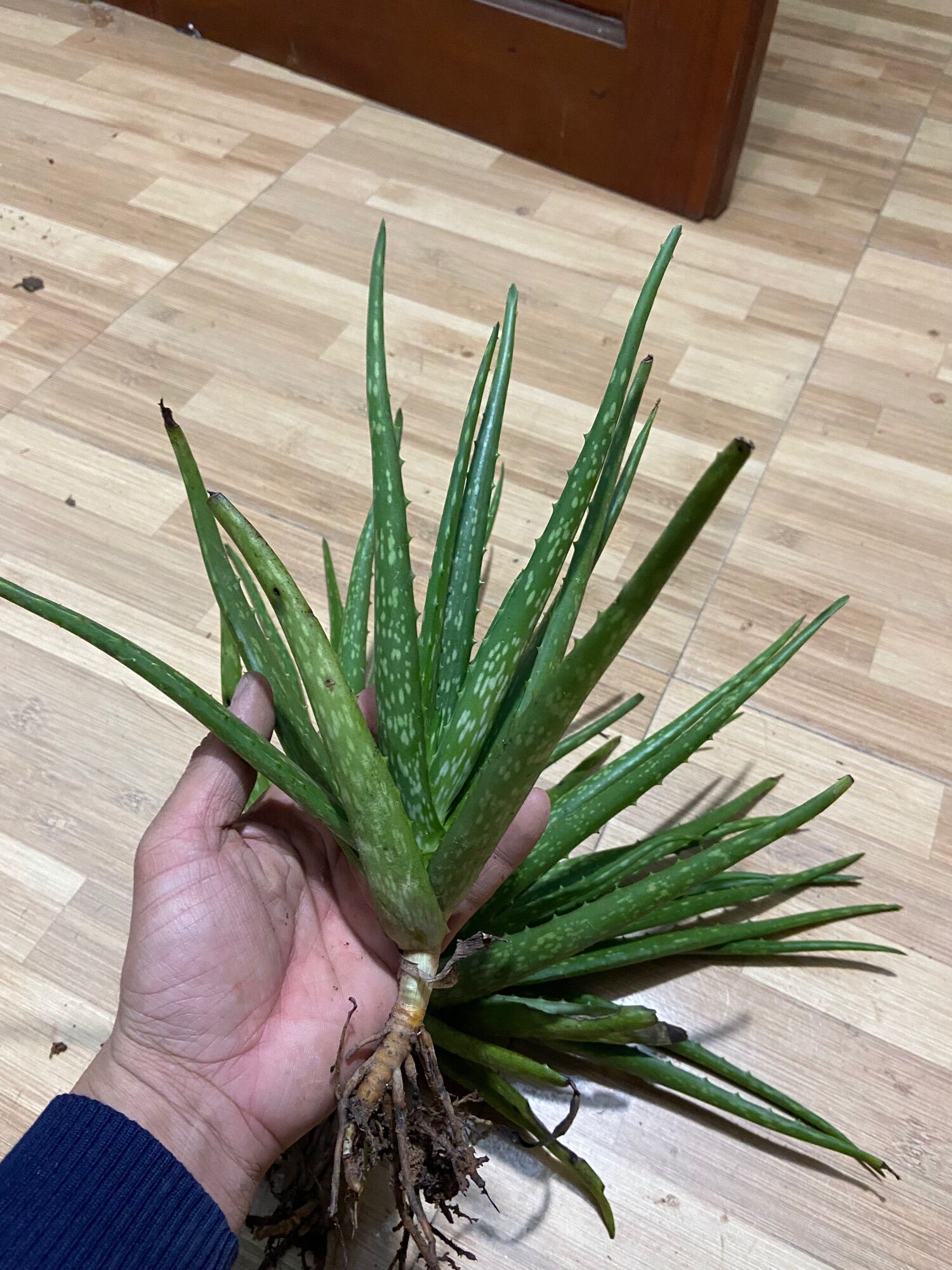 Cây lô hội giống