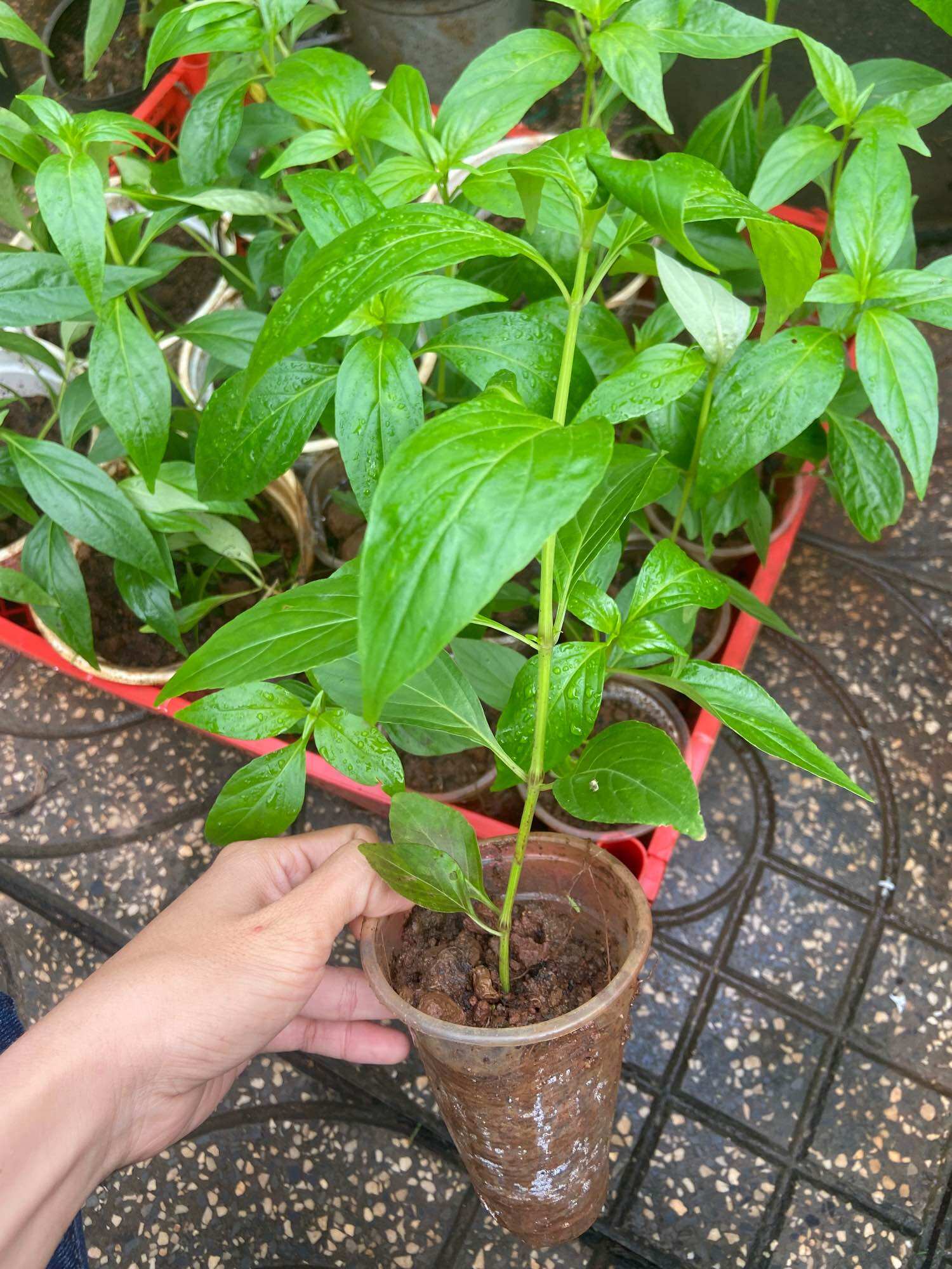 Cây giống xuyên tâm liên