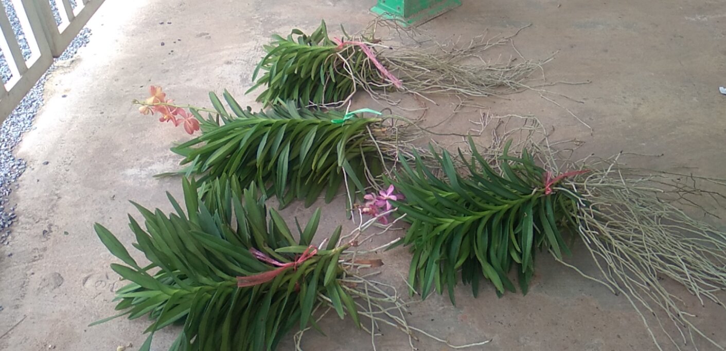 Combo 10 cây lan giống mokaranhiều màu:đỏ,vàng,tím,hồng,cam