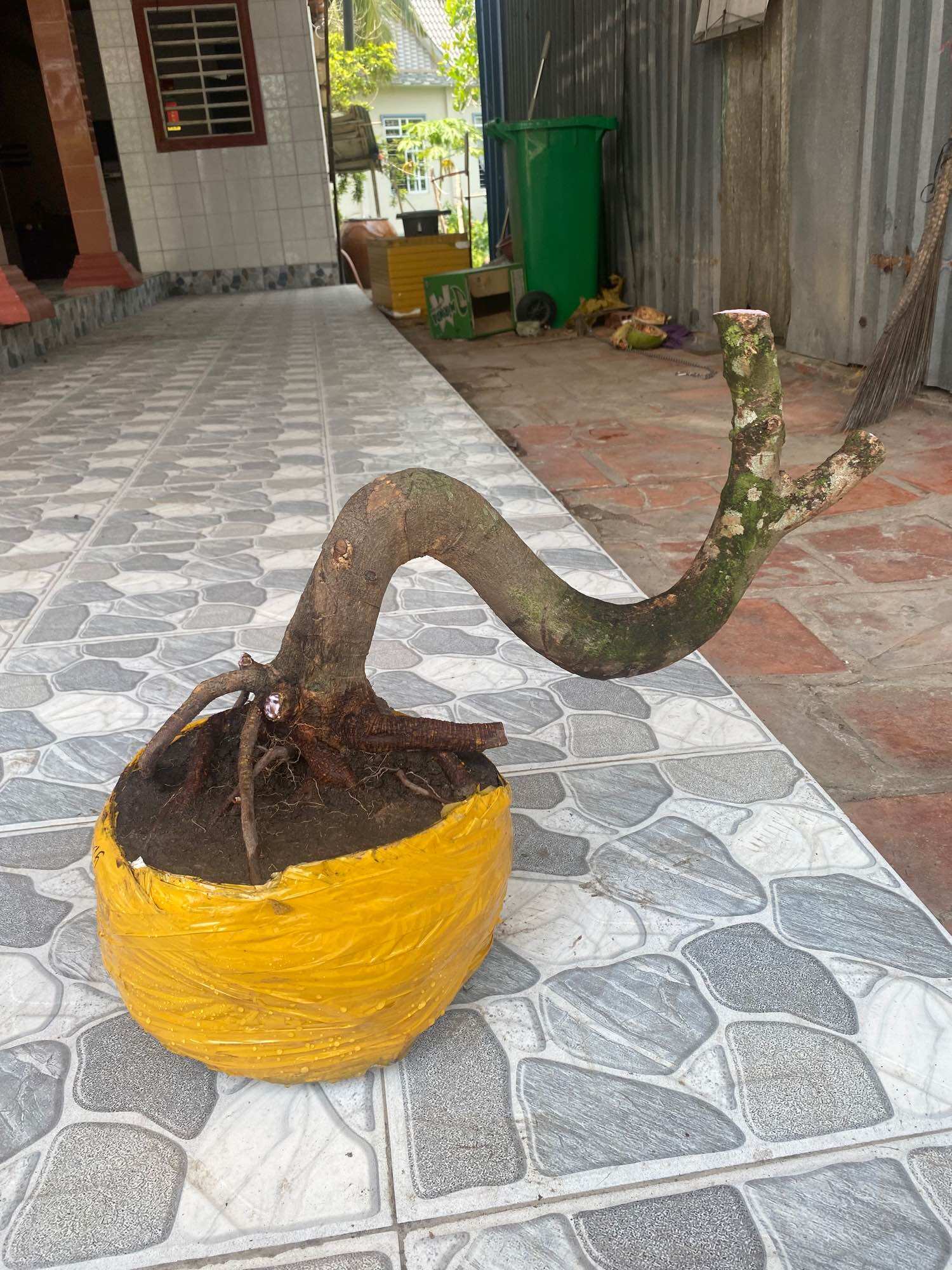 Phôi mai vàng dáng long ( như hình )