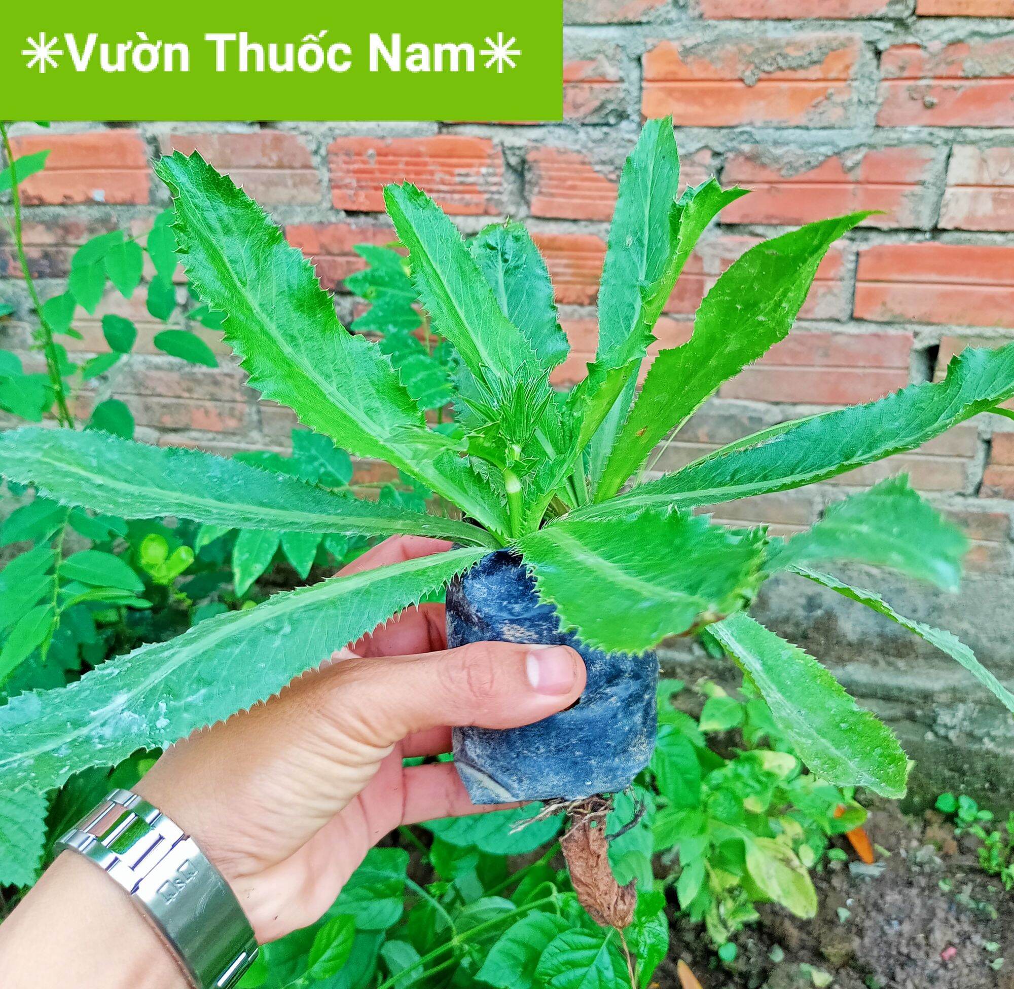 1 Chậu rau ngò gai như hình