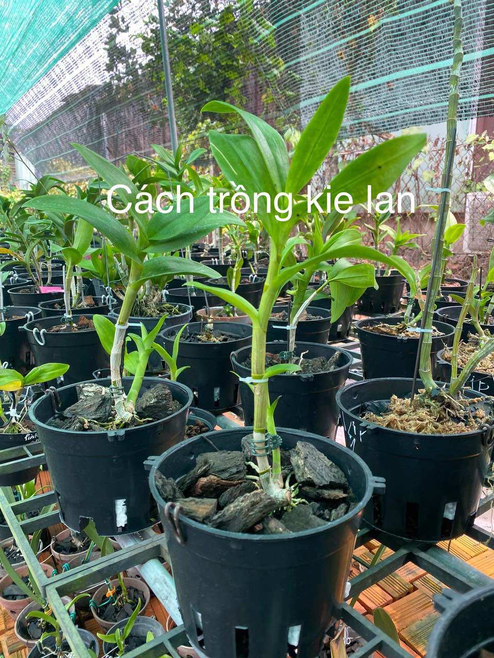 Loại lớn - combo 5 kie lan dendro