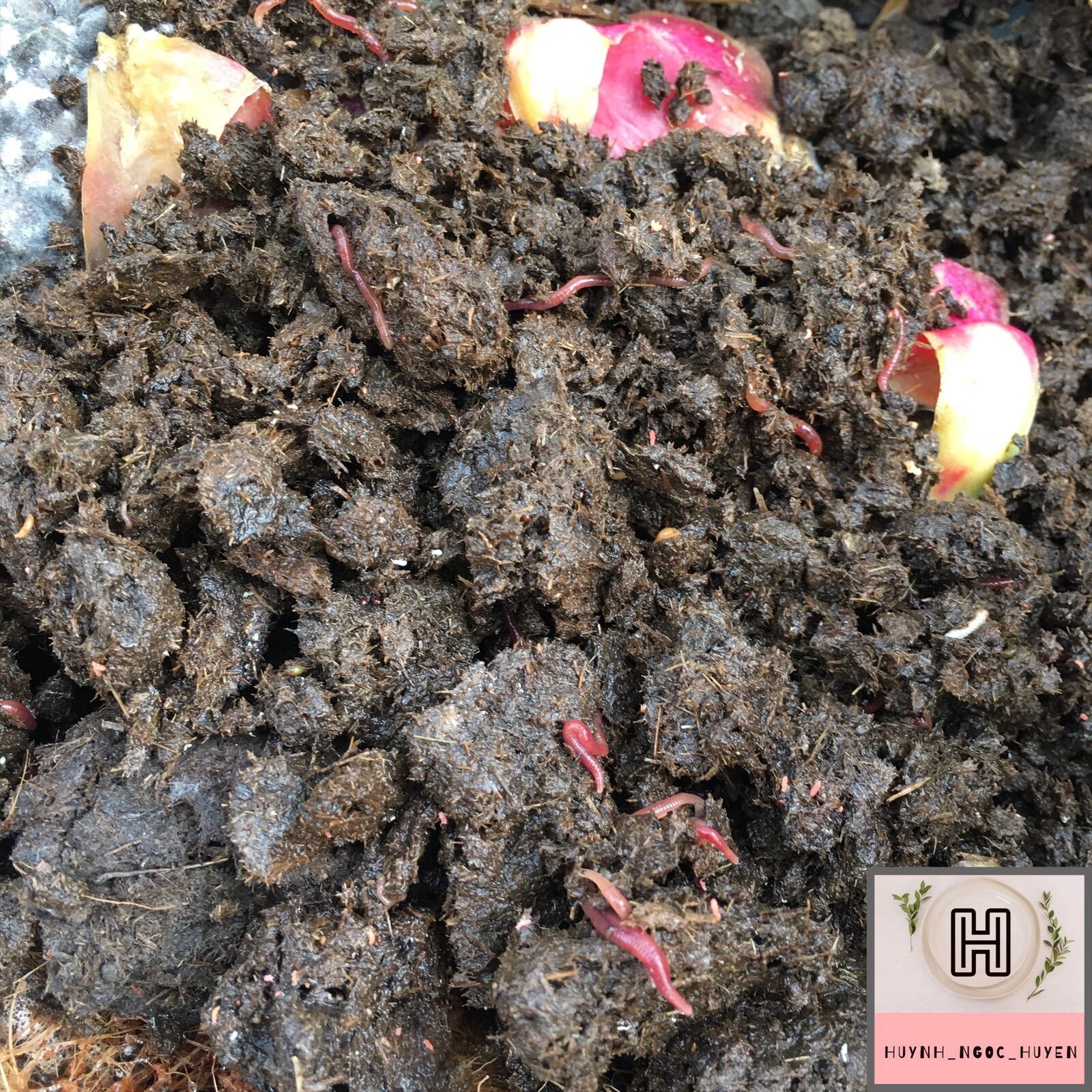 5kg Sinh khối giun quế giống(lai)