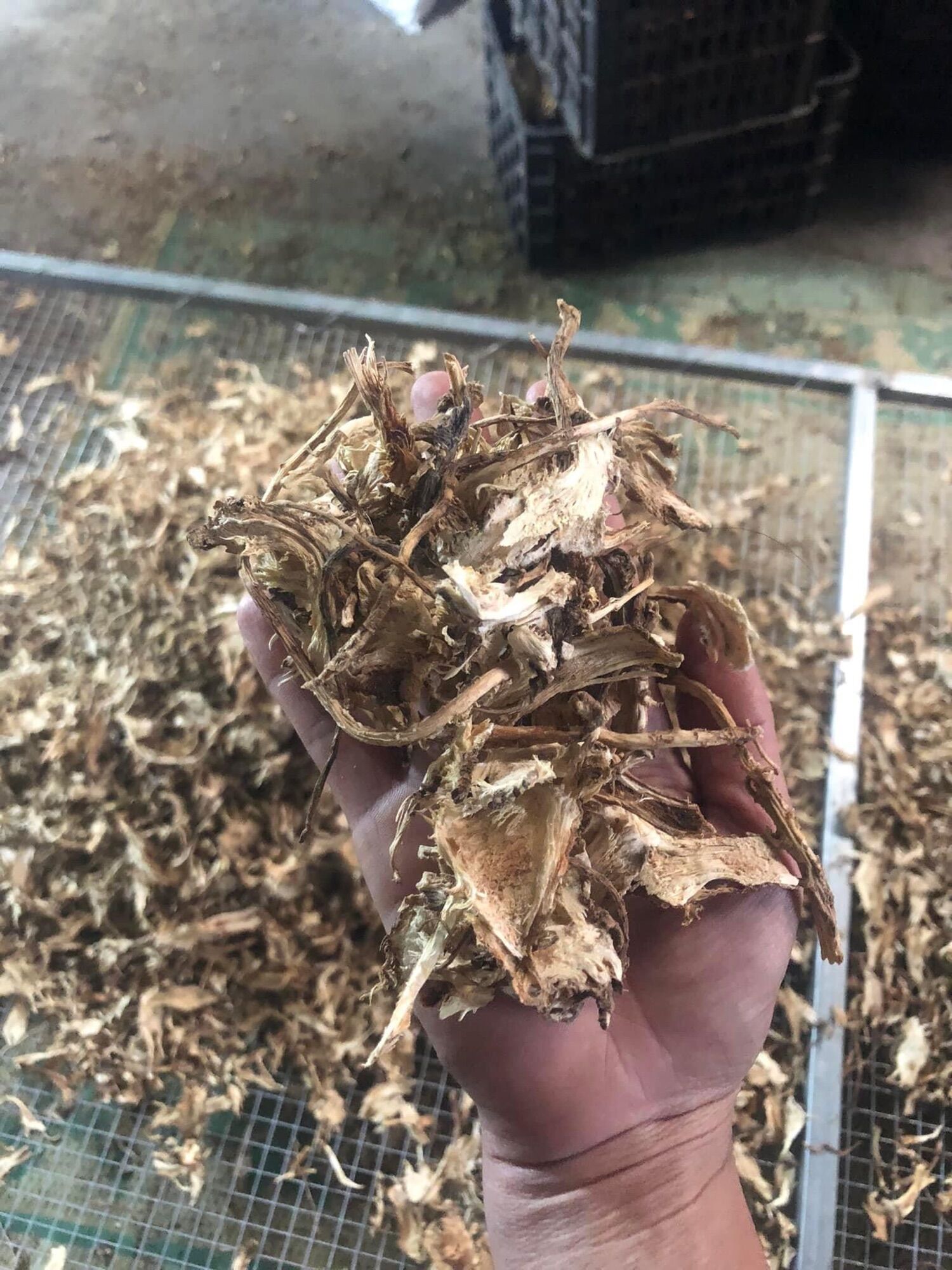 Sâm đương quy khô thái lát 200k/kg