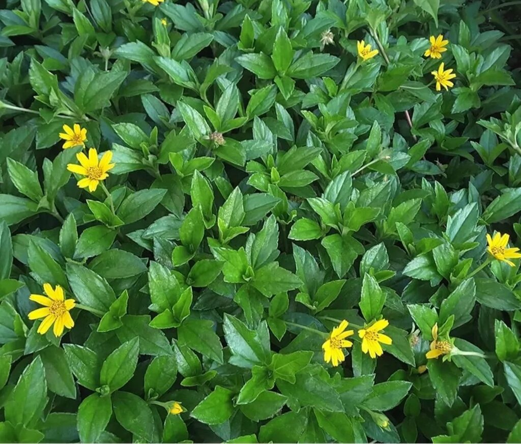 2kg lá cây sài đất tươi đặt mới hái