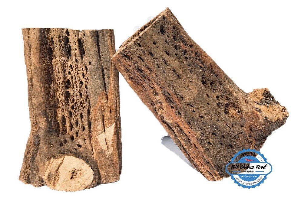 LŨA XƯƠNG RỒNG TEDDY BEAR CHOLLA CACTUS WOOD.