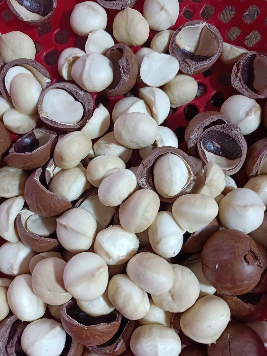 [Size Trung] Hạt macca sấy lạnhĐăk lăk 500gr