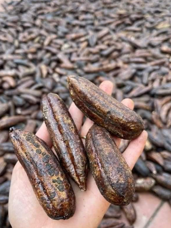 1kg chuối hột rừng tây bắc
