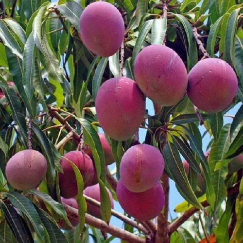 Cây giống xoài tím màu đẹp mắt, vị thơm ngọt- Hoa kiểng Nguyễn Lộc