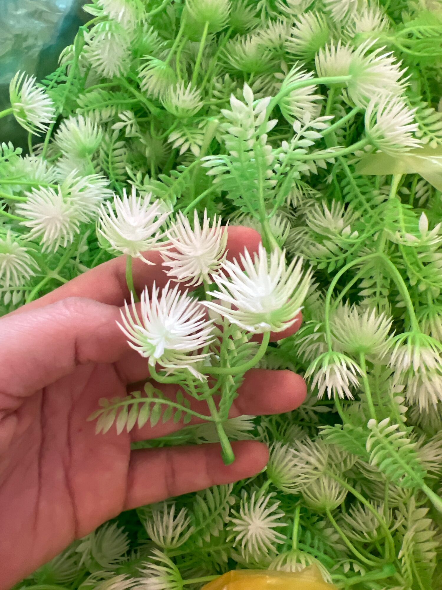 Cỏ điểm làm hoa 100g, 100g cỏ điểm