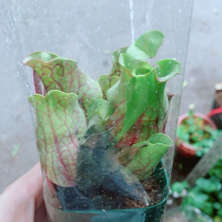 Cây Bắt Mồi Hàng Đẹp