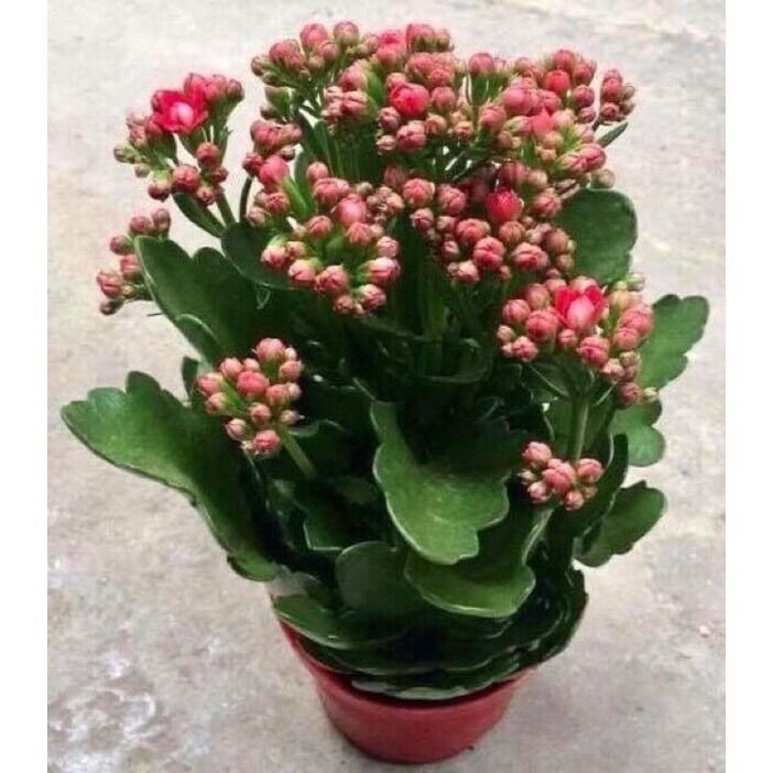 Cây Hoa Đời Sống Kép