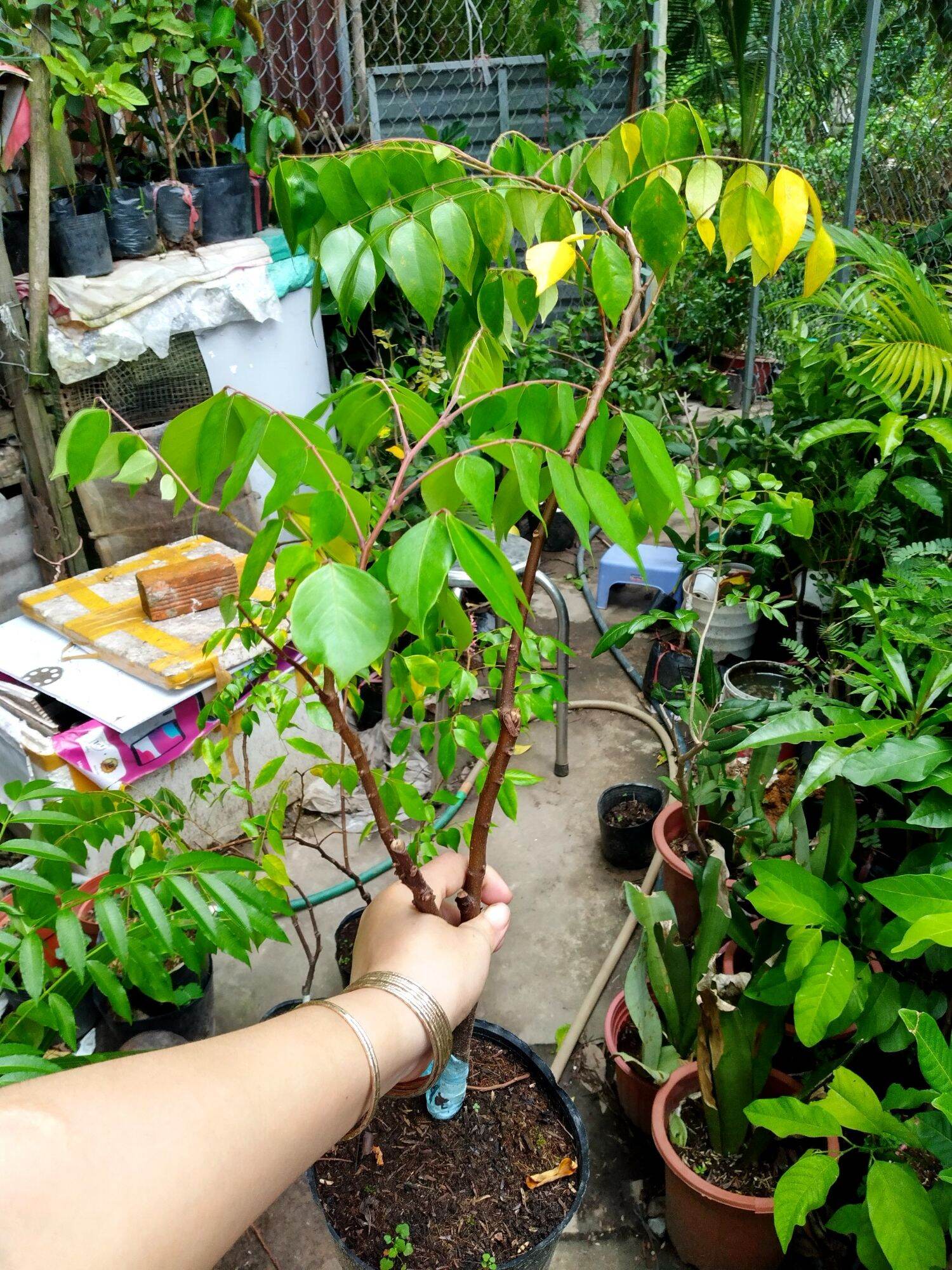 Cây khế ngọt