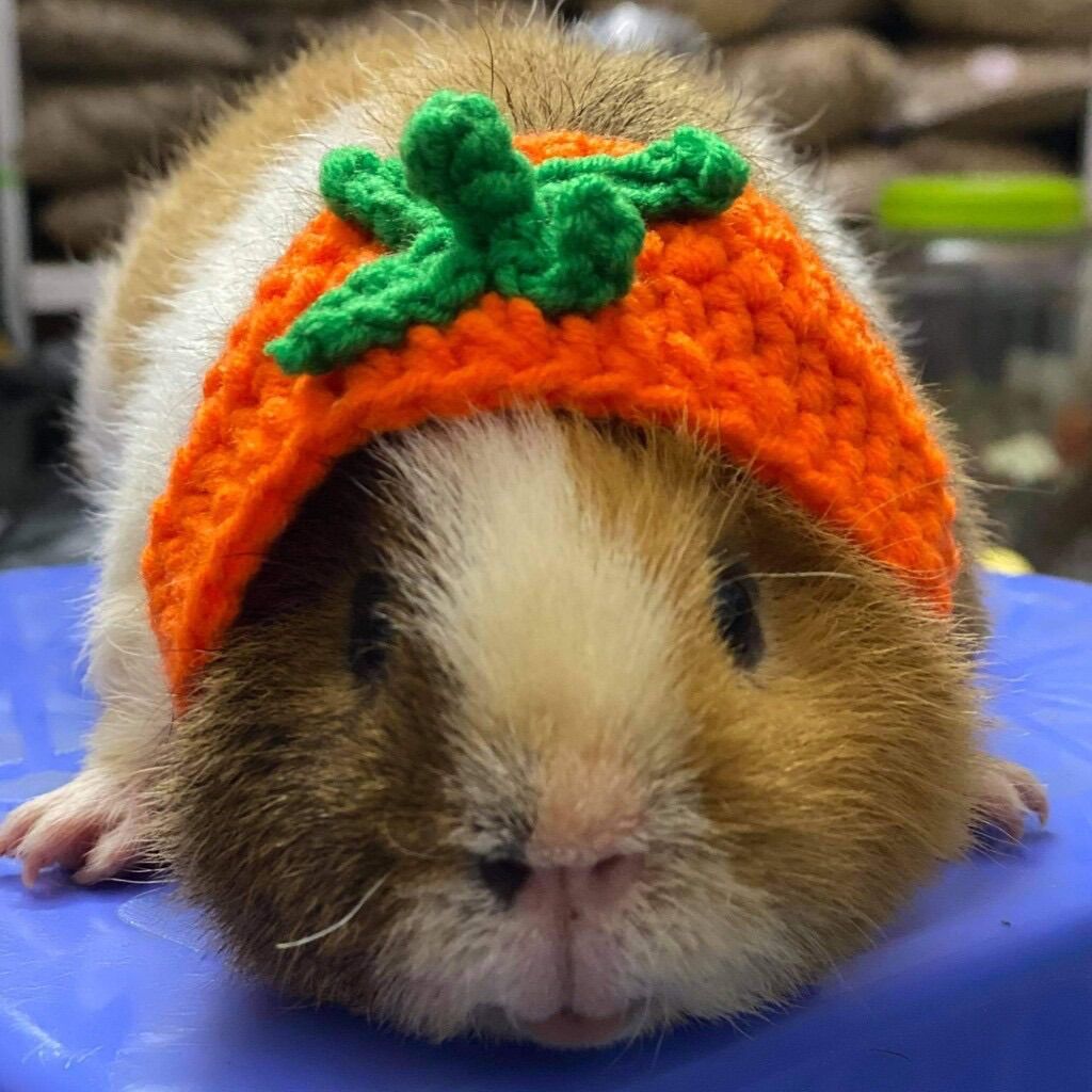 Nón mũ cho guinea pig, bọ ú cà rốt