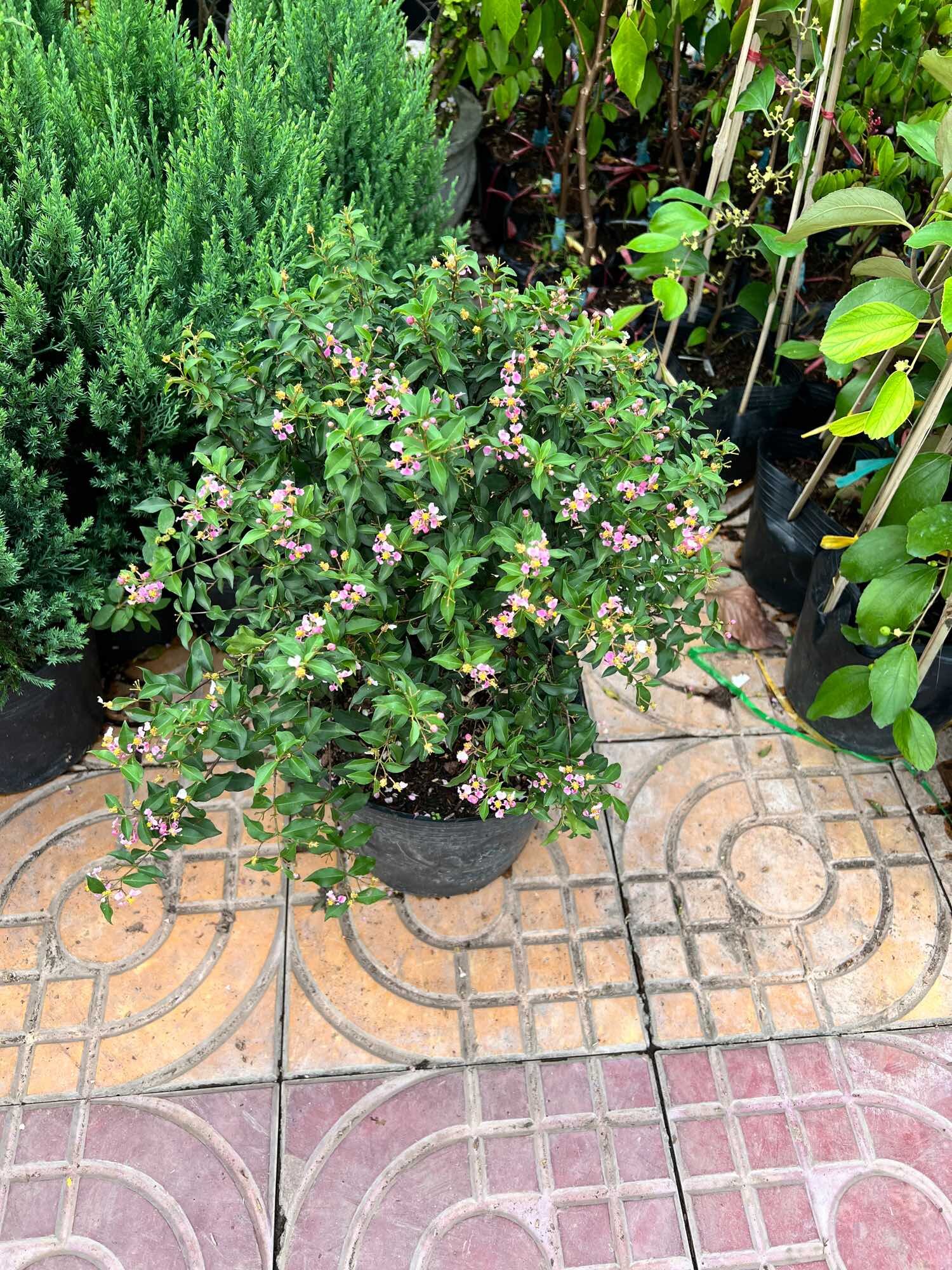 Hồng Ngọc Mai bonsai mini