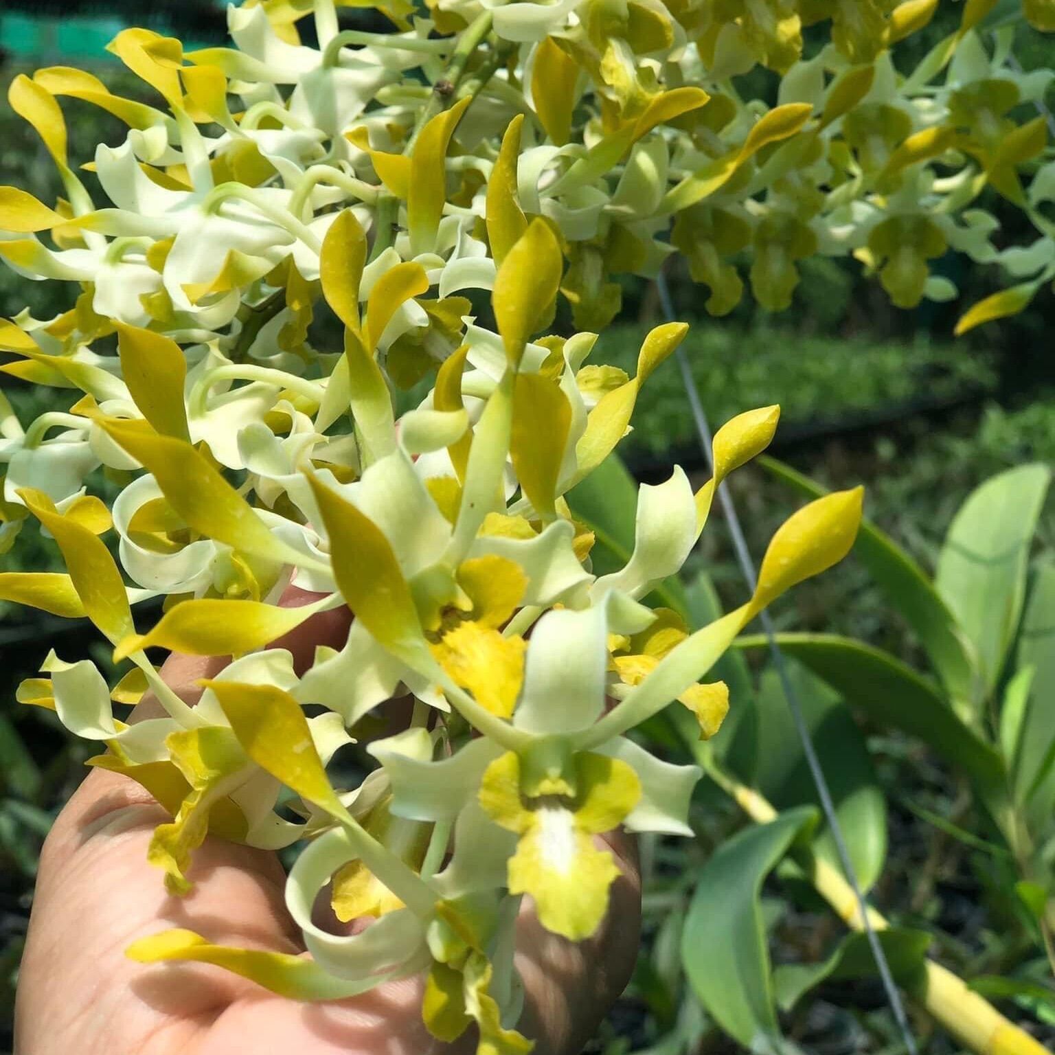 (1 chậu) Hoa lan dendro nắng mong rồng - hàng lá [Tiền Giang]