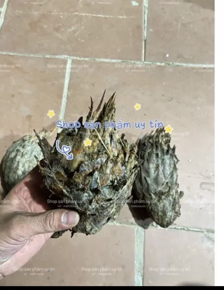 Vạn tuế trồng kiểng ( củ giống)