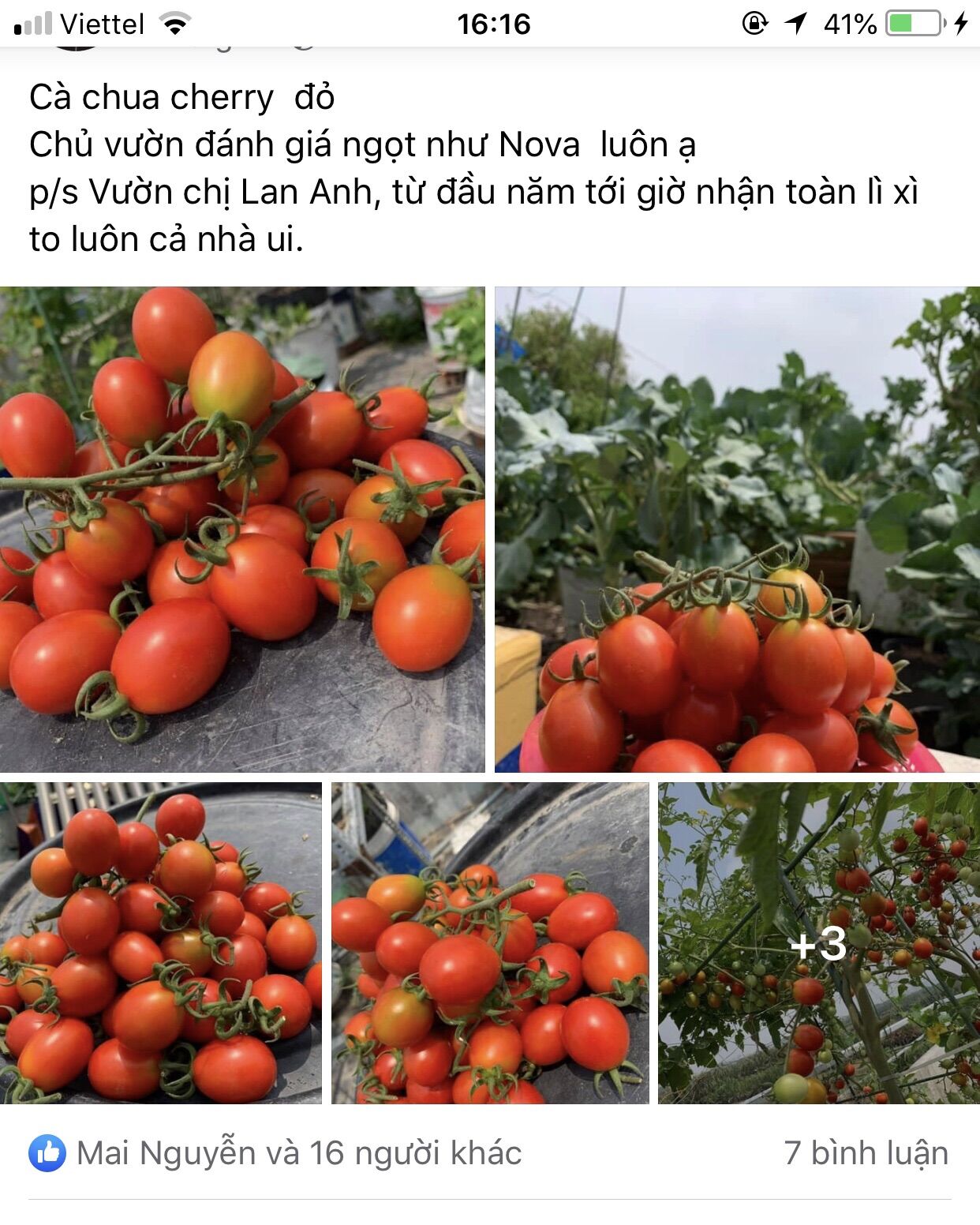 HẠT GIỐNG CÀ CHUA LEO GIÀN NGỌT