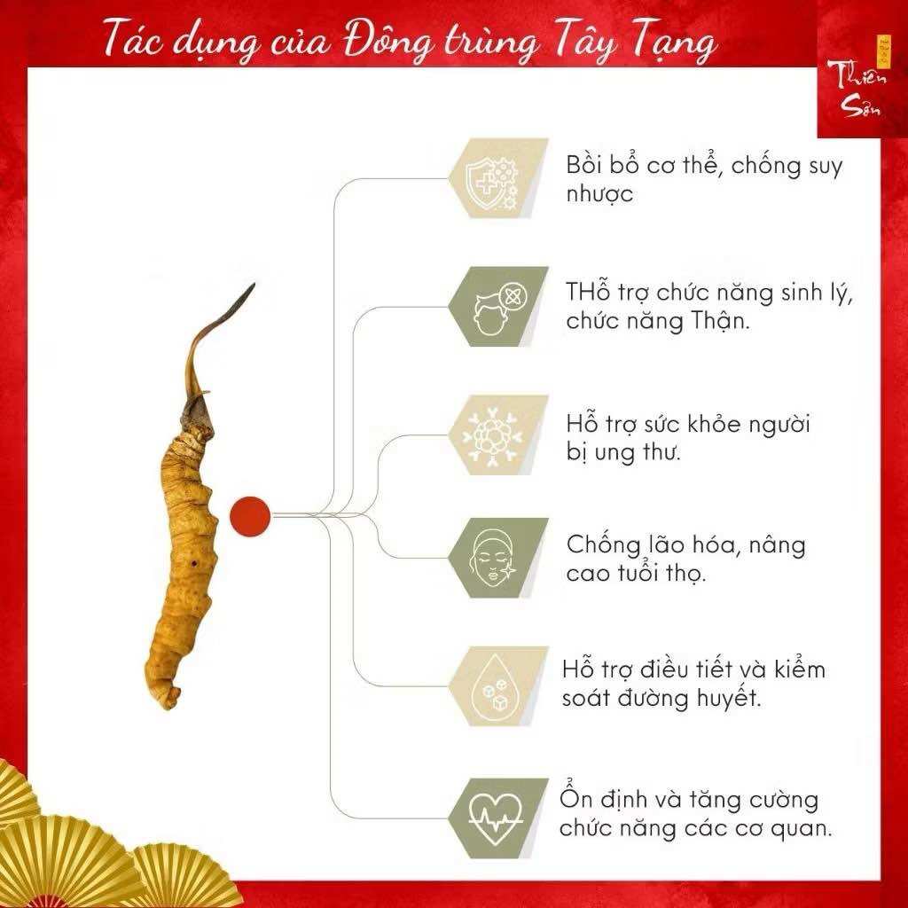 Đông trùng hạ thảo nguyên con
