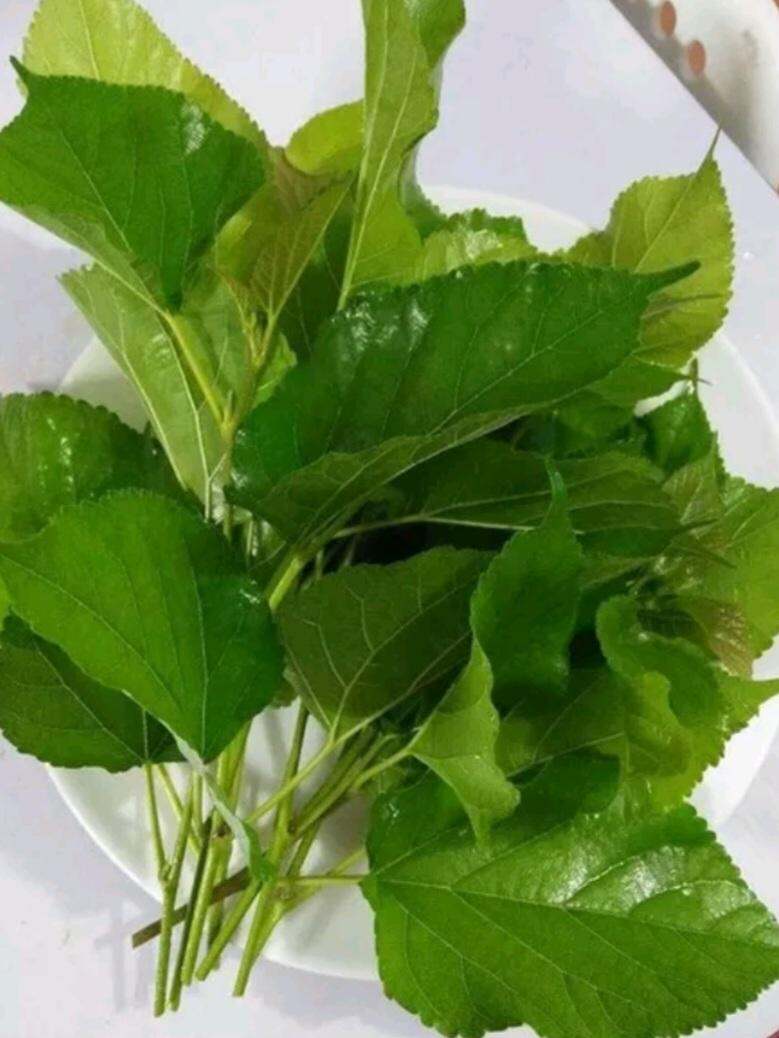 Lá Dâu Tằm Tươi 1 Ký