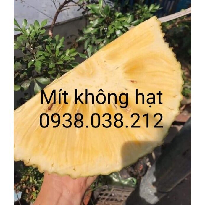 Cây giống mít không hạt