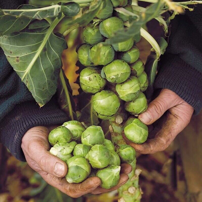 1 Gram Hạt Giống Bắp Cải Tý Hon dễ trồng