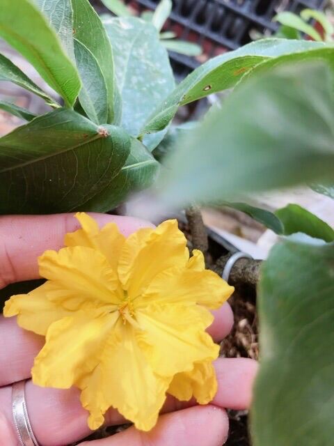 [HCM]Mai giảo thủ đức gốc quấn rễ làm mini để bàn