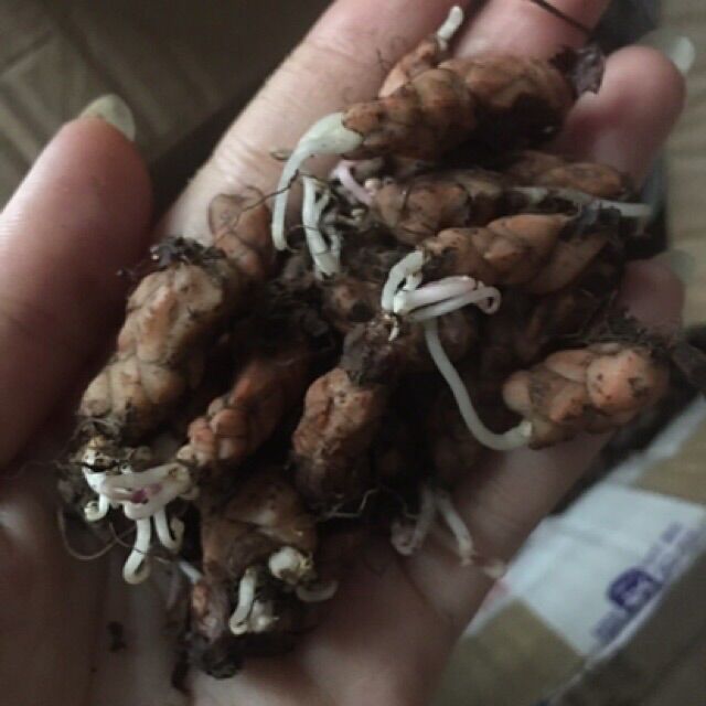 Củ hoa bướm đêm