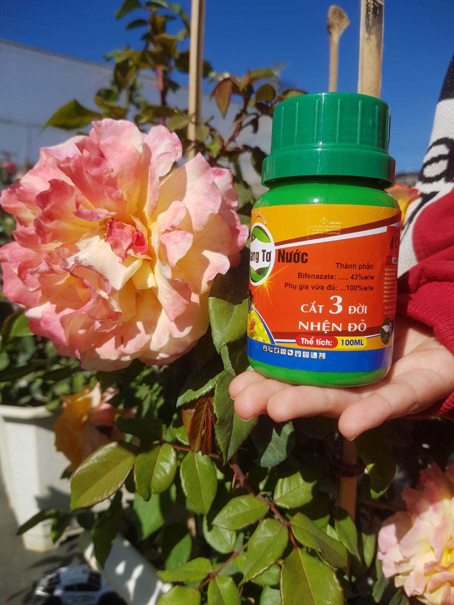 Mát bông, sạch nhện ☆ bang tơ nước 100ml - cắt 3 đời nhện đỏ, nhện kháng thuốc