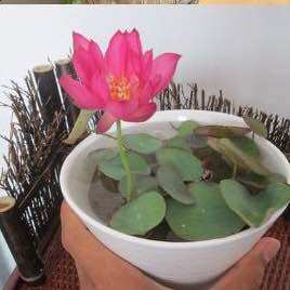 Củ sen mini nhật