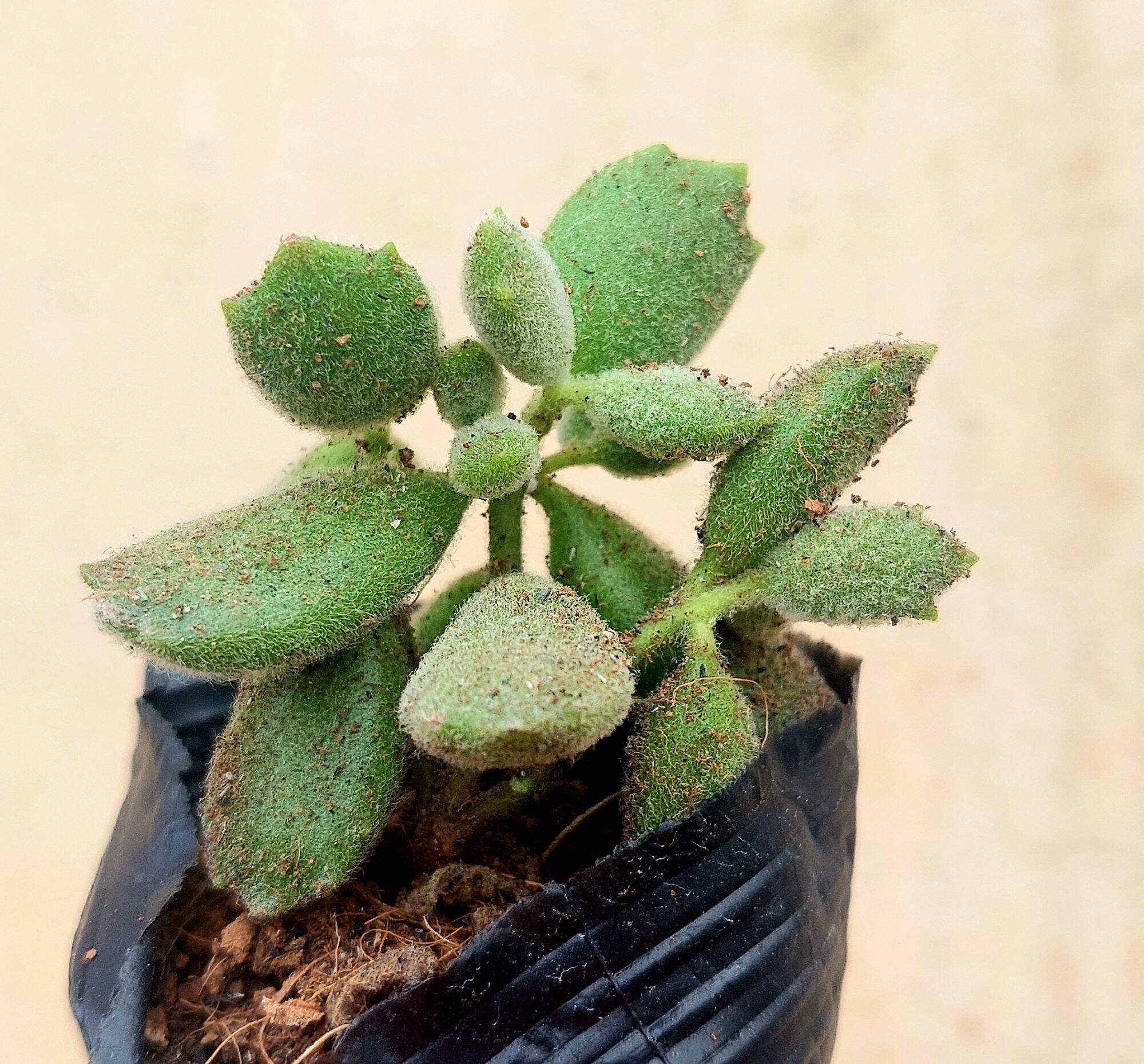 Sen đá TAY GẤU size bầu 5-6 cm