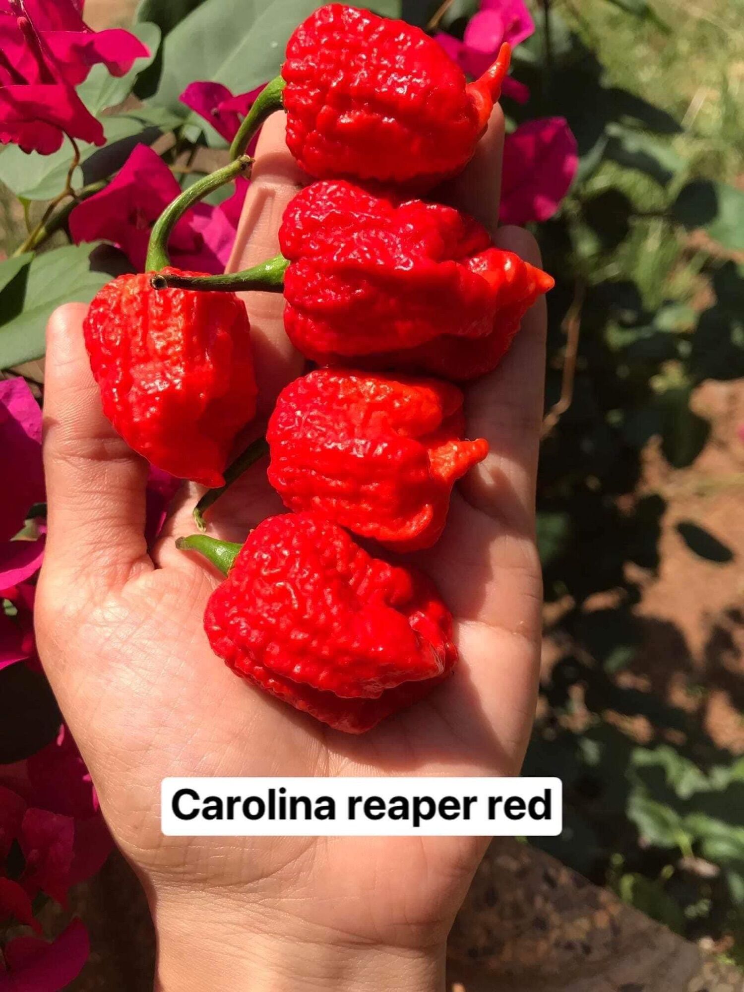 Combo 5cây ớt carolina reaper red, ớt cay nhất thế giới