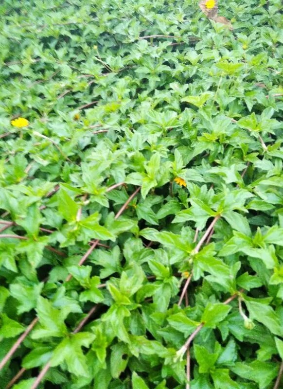 2kg lá cây sài đất tươi đặt mới hái