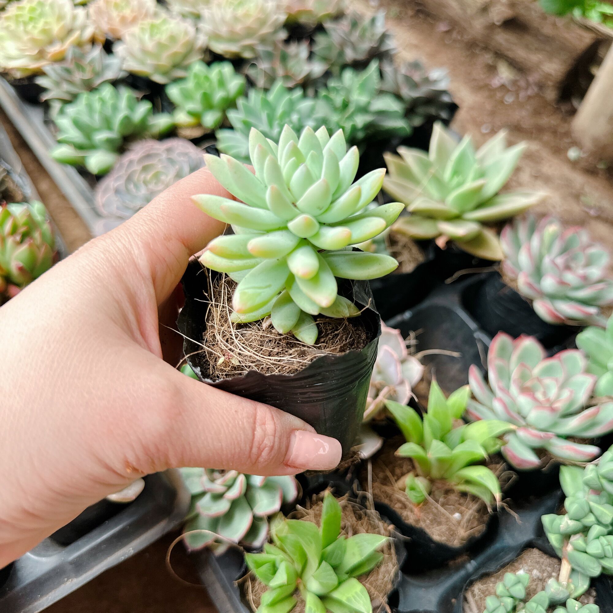 Sen đá chuỗi ngọc lam size bầu 3-5cm