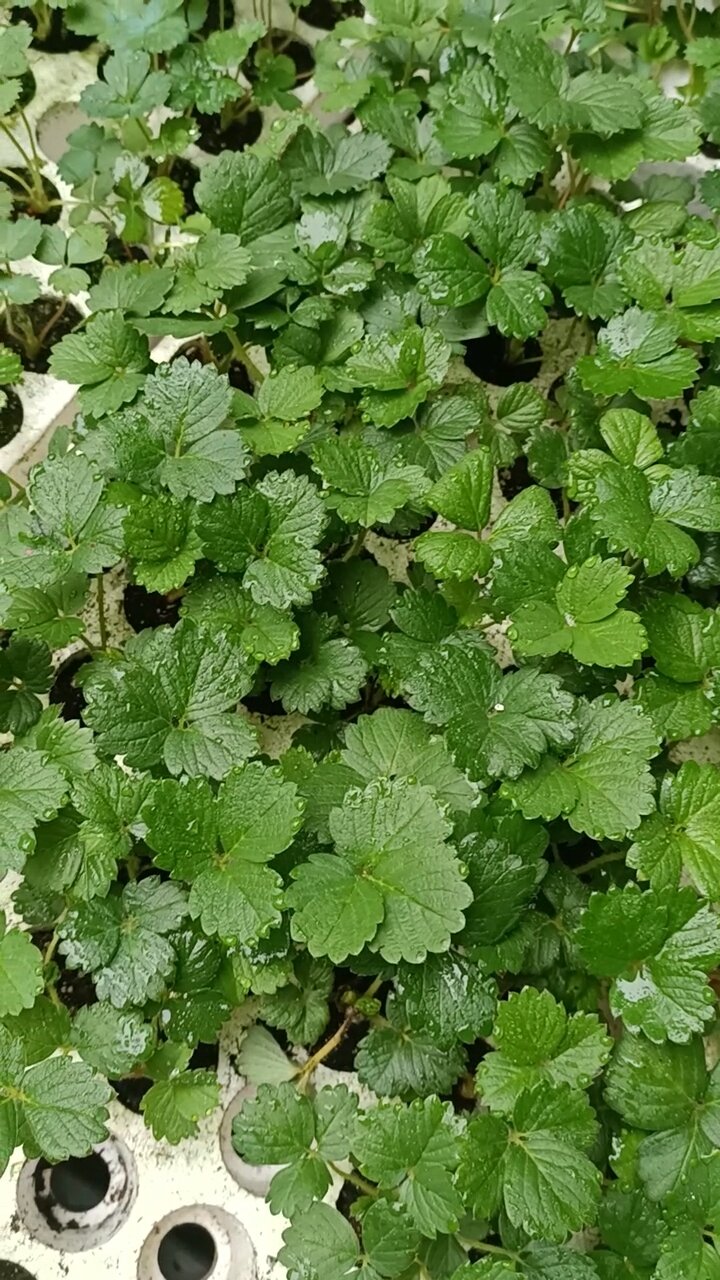 Combo 10 cây MÔ VỈ Dâu NHẬT AKi