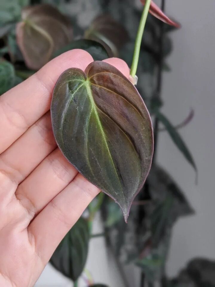 <GIÁ RẺ>Trầu bà Mican (MICAN PHILODENDRON