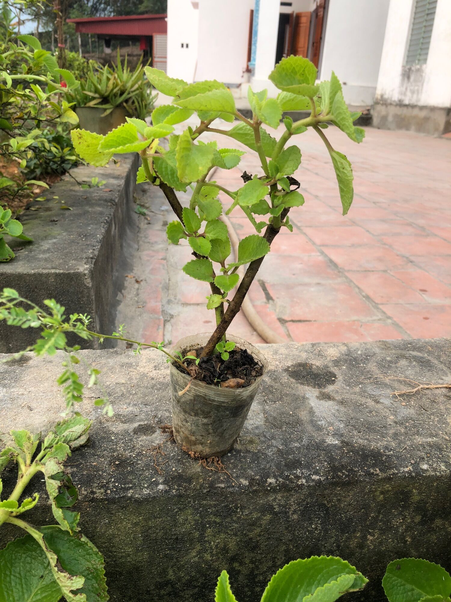 Cây húng chanh