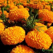 Hạt giống cúc Vạn thọ Thái lùn vàng chanh - vàng cam