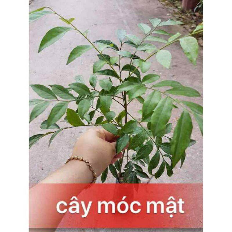CÂY GIỐNG MÓC MẬT