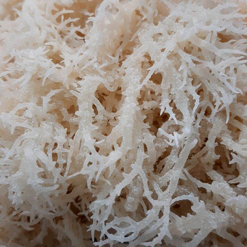 500gr Rong Sụn/ Rong Biển Khô