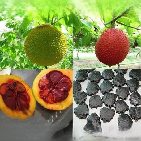 1kg hạt gấc chưa rang