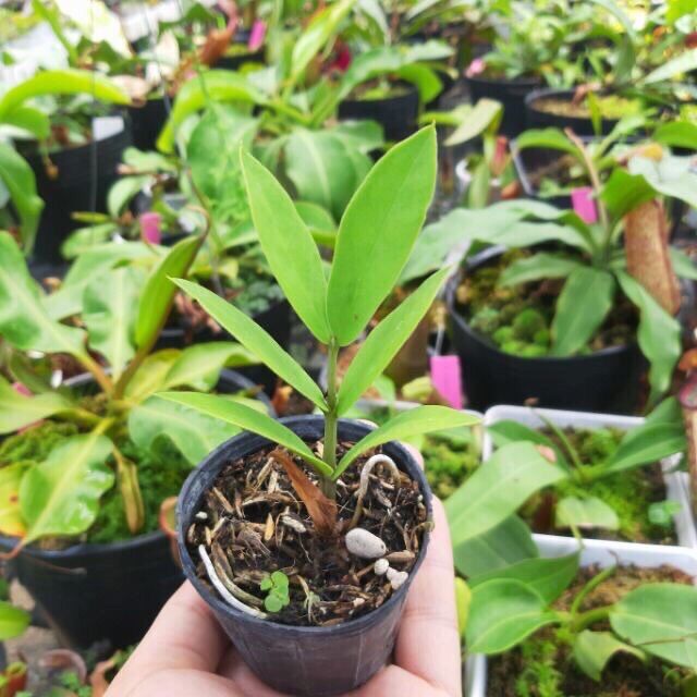 Mầm kim tiền mini