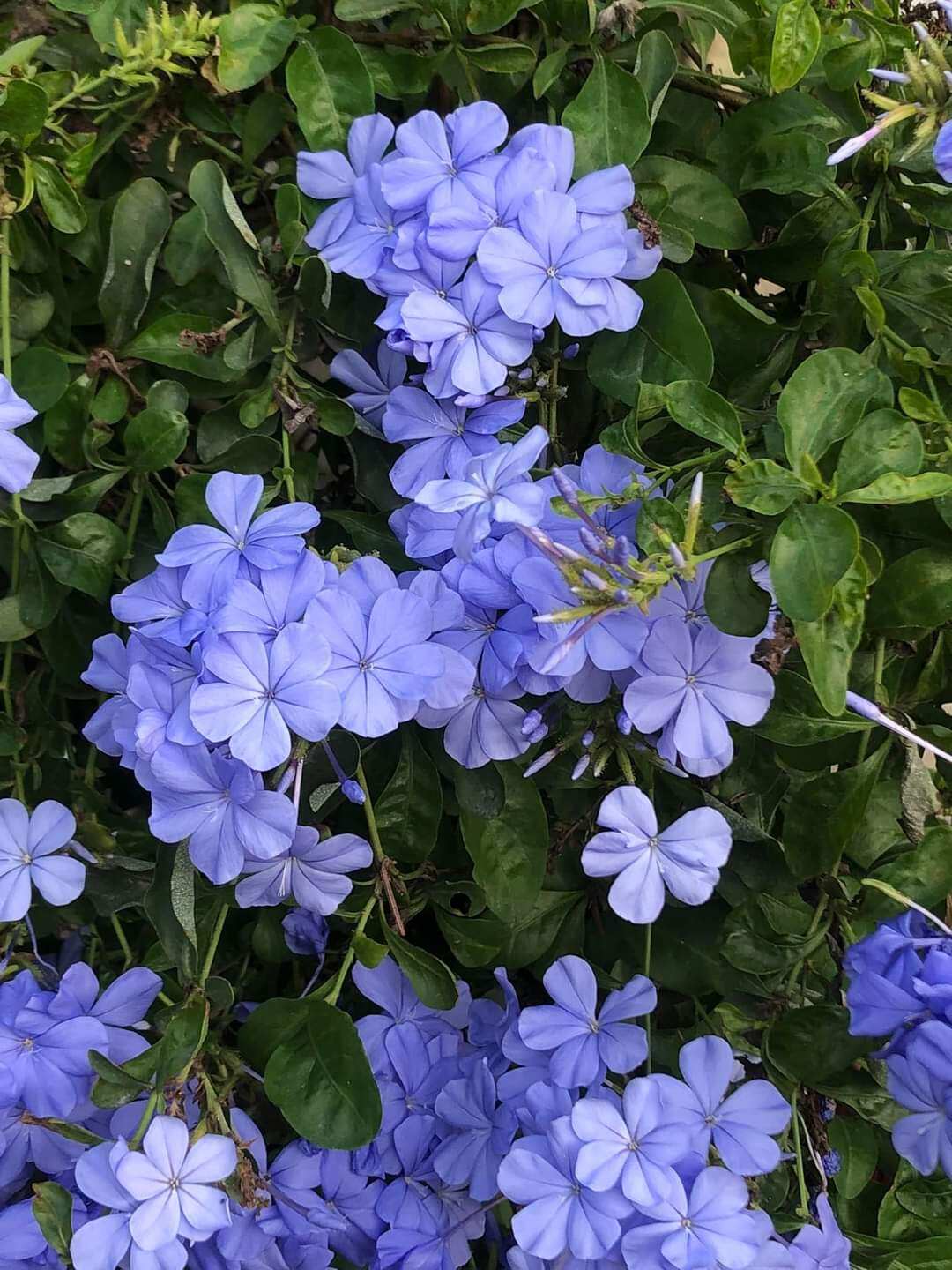 Chậu cây hoa thanh xà xanh đậm, đuôi công hoa xanh, blue plumbago
