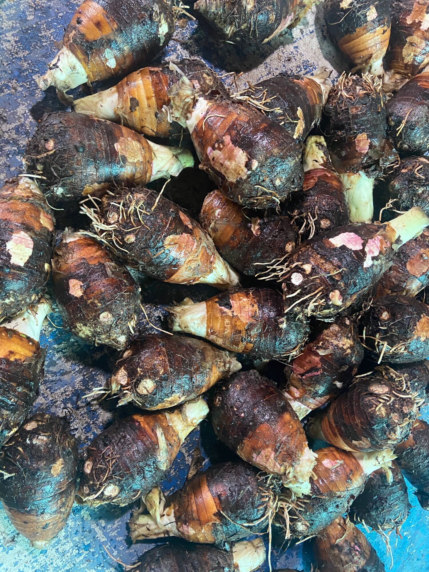 Siêu To Củ Khoai Môn