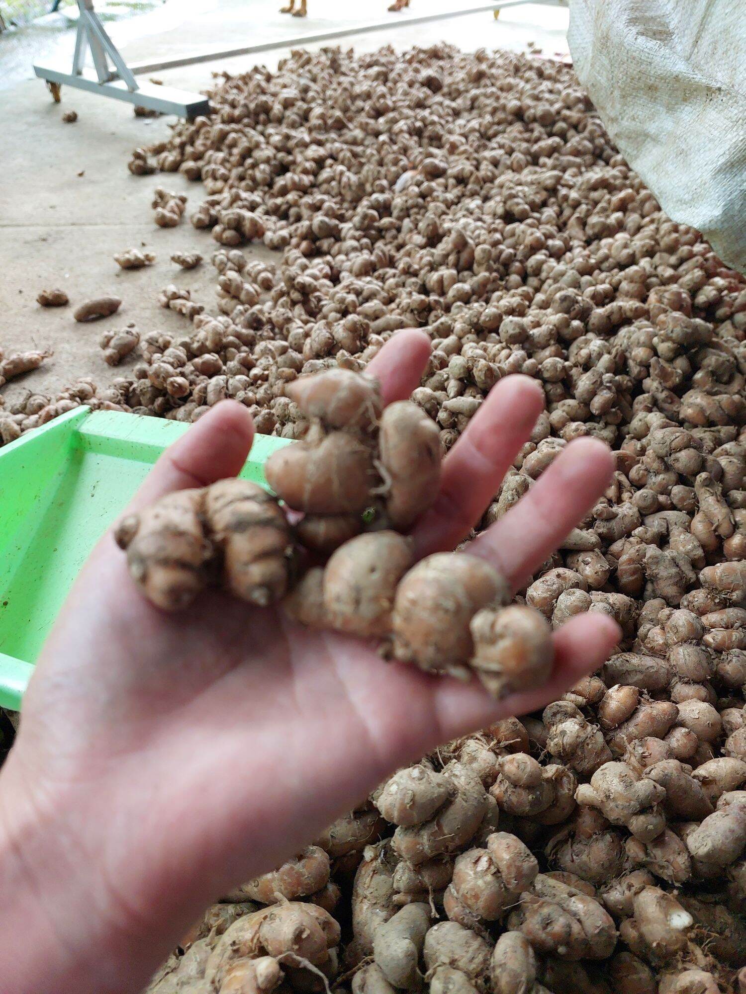 củ xá kén, địa liền tươi 500g KHÔNG LẪN CỦ NON