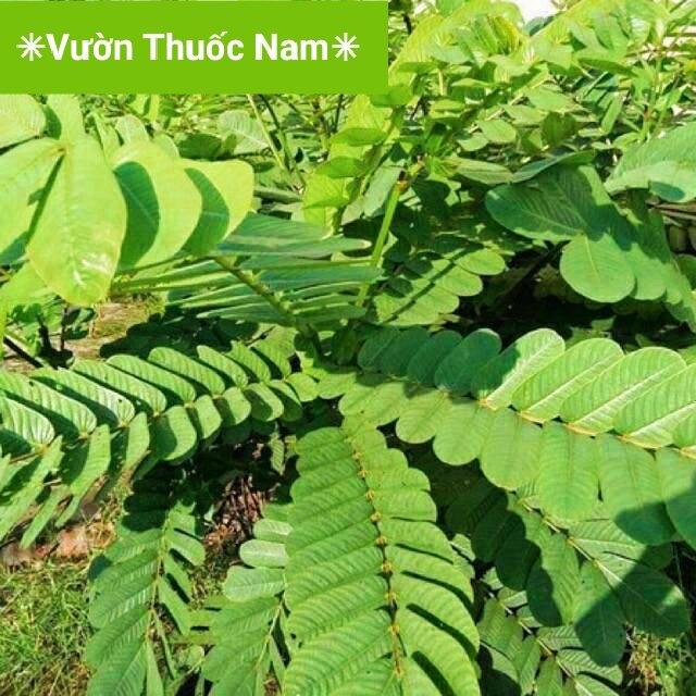 Cây muồng trâu con làm giống , cây giống muồng trâu