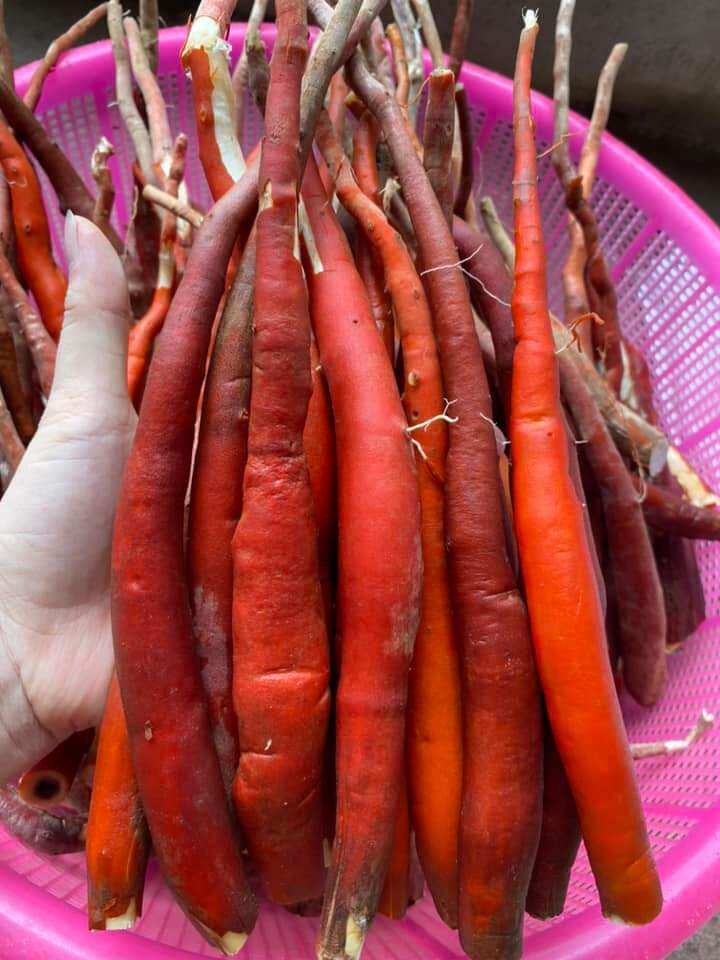 Sâm cau đỏ tây bắc