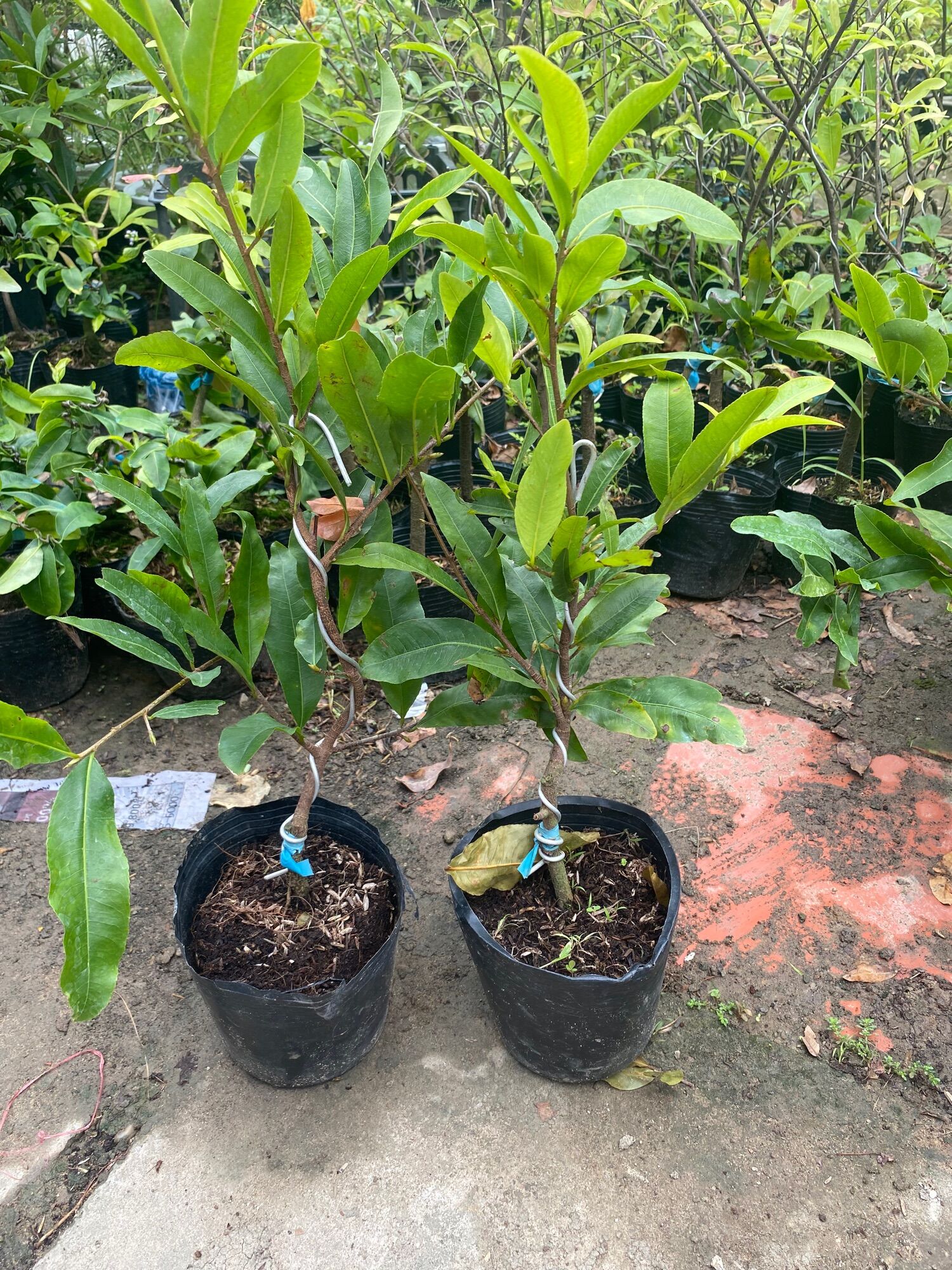 Conbo 3 cúc thọ hương ( cao 40-50cm )