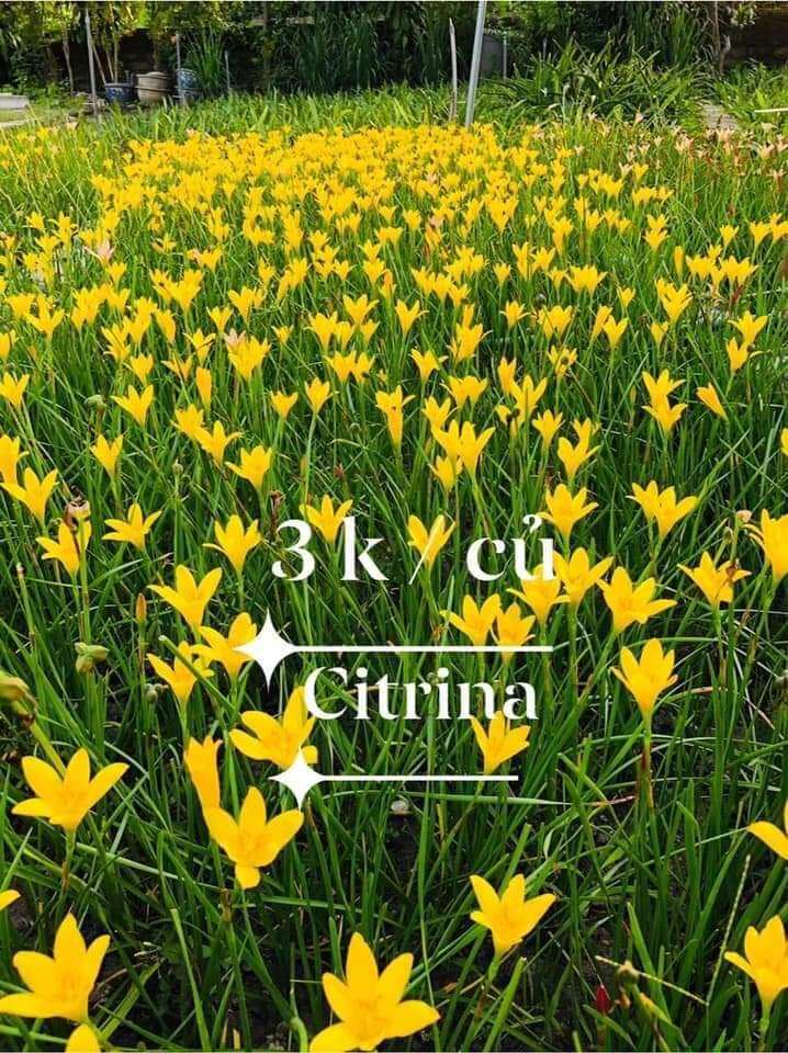 Củ huệ mưa vàng Citrina (củ mẹ to trồng có hoa nhanh)
